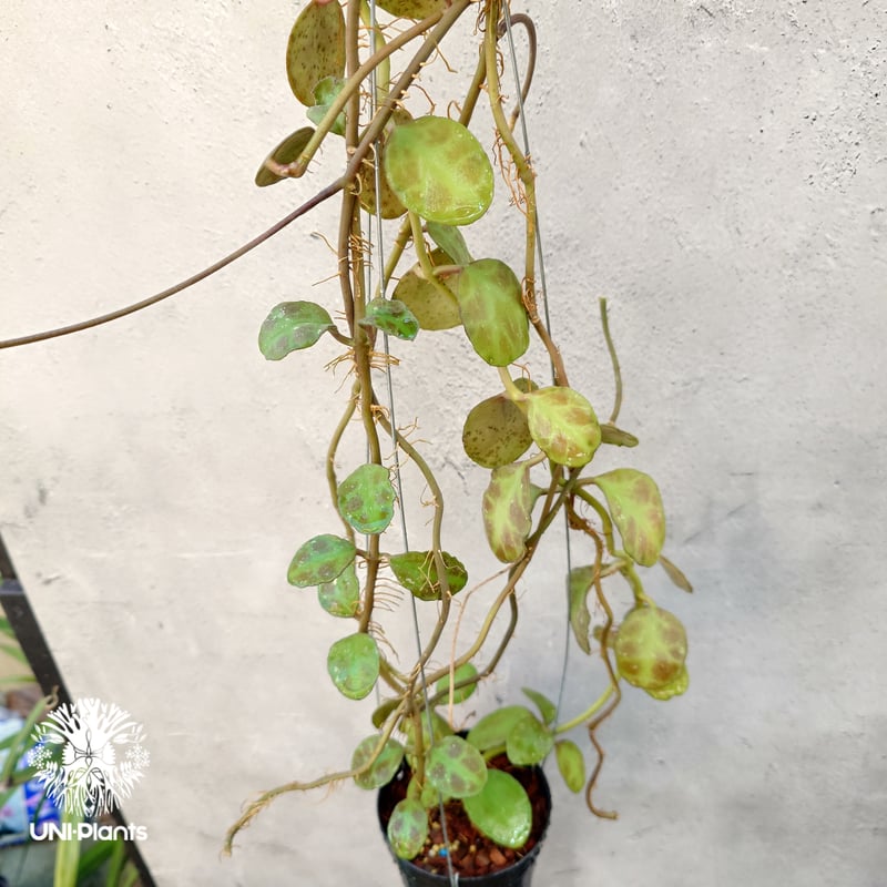 Hoya Waymaniae Malaysia ホヤ ウェイマニアエ マレーシア ホヤ植物 ホ