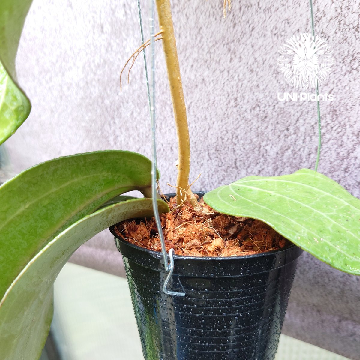 Hoya Latiforia ホヤ ラティフォリア とても大ぶり! ホヤ 植物 ホヤの