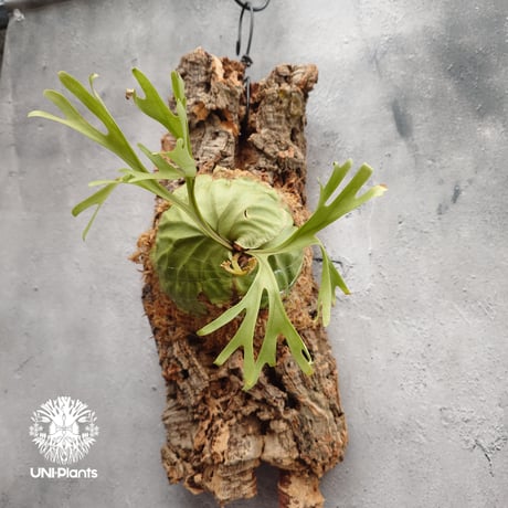 ridleyi pakarang spore コルク付け　パカラン Platycerium ridleyi Pakarang ビカクシダ リドレイ パカラン