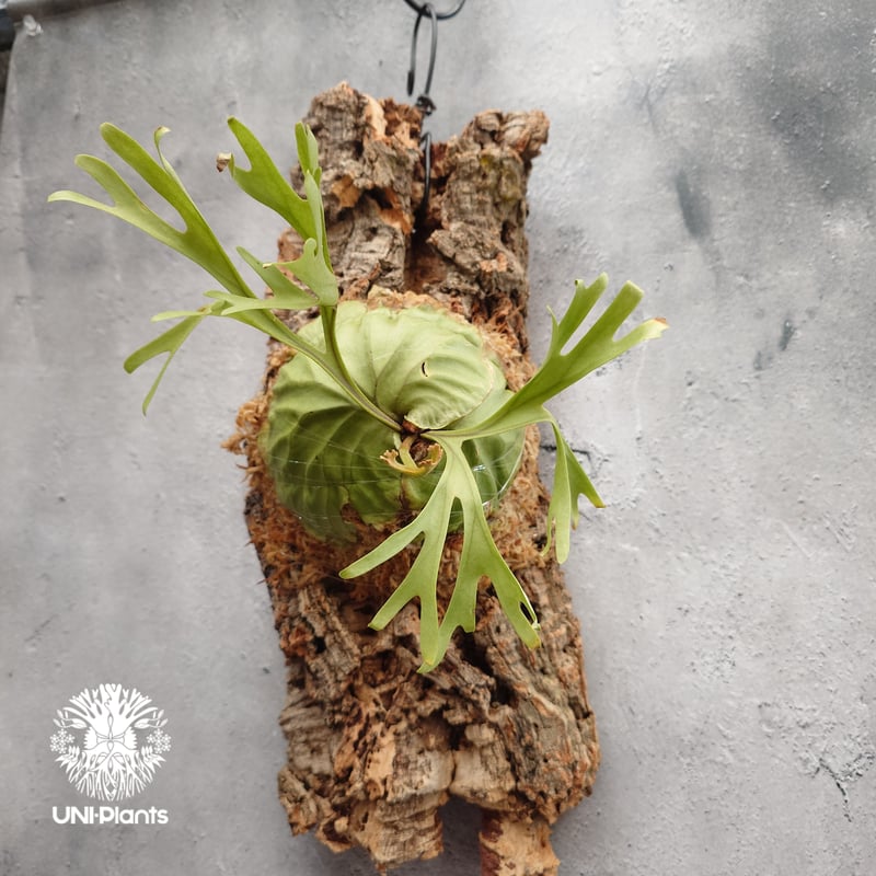 リドレイ pakarang パカラン ビカクシダ 5個セット Platycerium ridleyi Pakarang ビカクシダ リドレイ パカラン