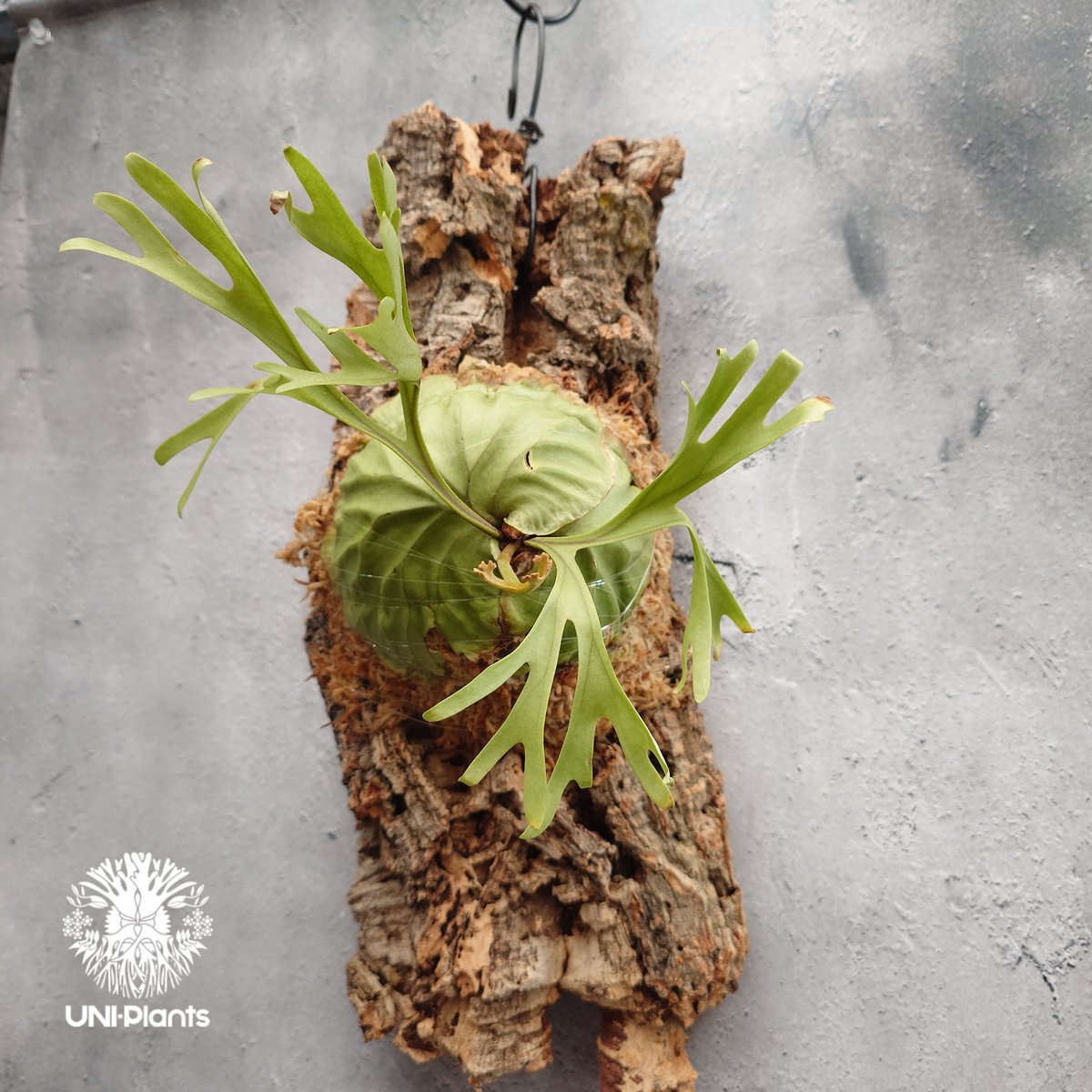 Platycerium ridleyi Pakarang ビカクシダ リドレイ パカラン