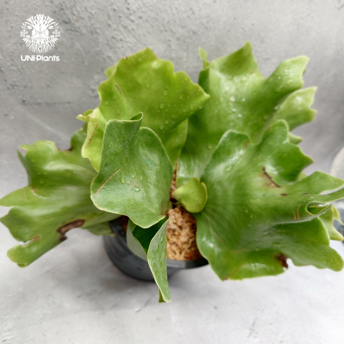 Platycerium Butterfly ビカクシダ バタフライPlatycerium シダ