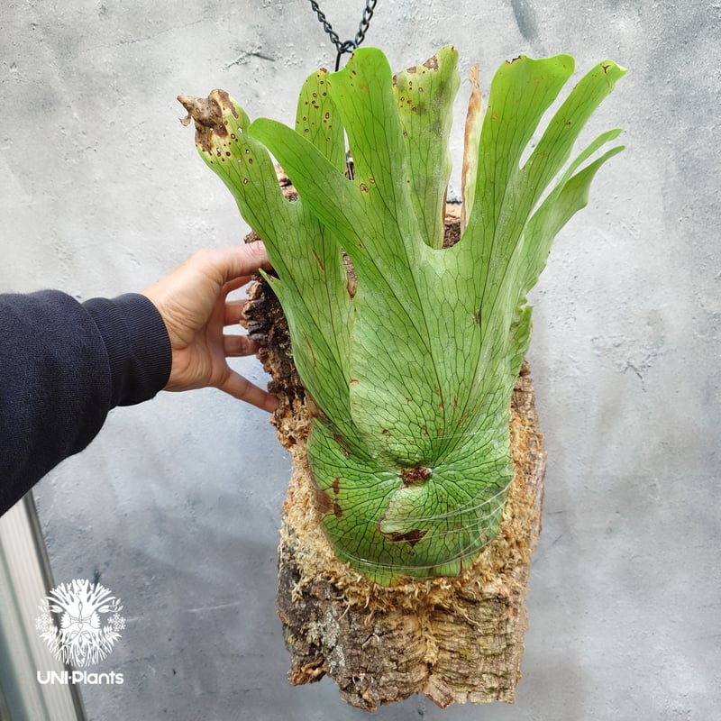 ビカクシダ ワンダエ　Platycerium wandae Platycerium wandae wild ビカクシダ ワンダエ ワイルド株 ビカクシダ