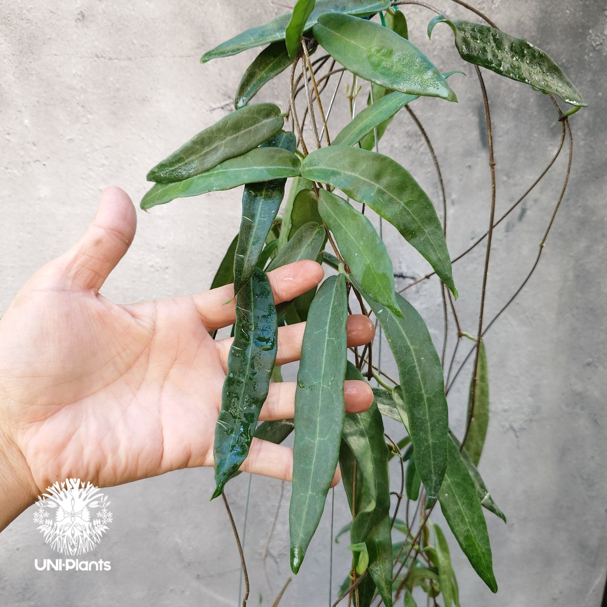 Hoya Hypolasia ホヤ ヒポラシア ホヤ植物 ホヤの花 希少な植物 Hoyapla