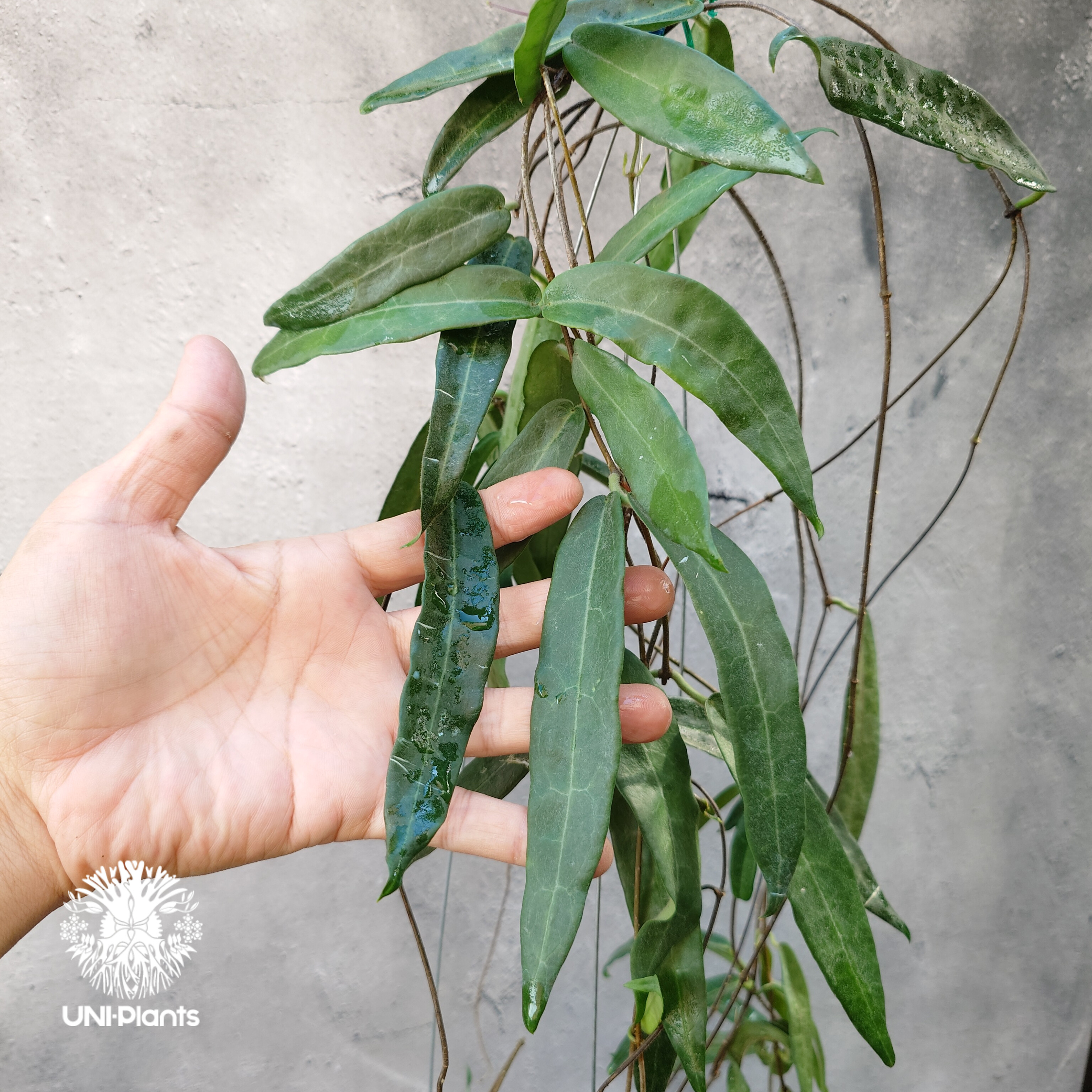 Hoya Hypolasia ホヤ ヒポラシア ホヤ植物 ホヤの花 希少な植物 Hoyapla