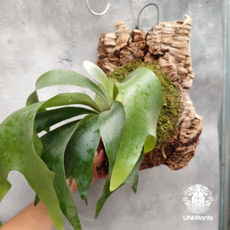 ビカクシダ ヒリー パナマ Platycerium hillii Panama ビカクシダヒリー  シダ植物 ビカクシダ原種 ビカクシダ着生コルク 着生植物