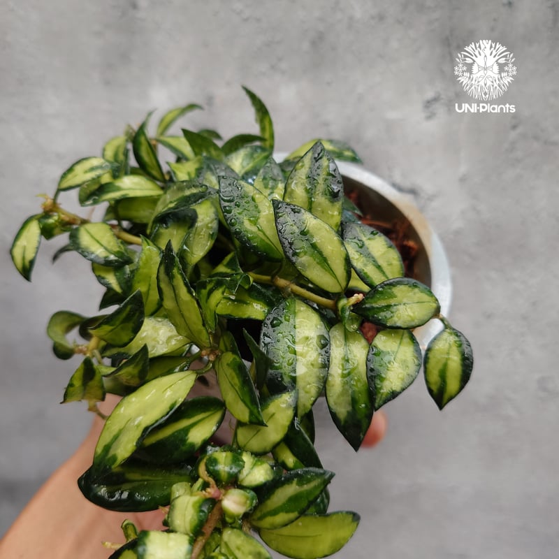 Hoya Lacunosa Bruno ホヤ ラクノーサ ブルーノ 斑入り ホヤ植物 ホヤ