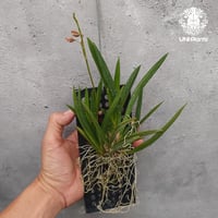 Tolumnia Jairak Rainbow Hybrid トルムニア　ジェイラック　レインボー 着生蘭 着生ラン 蘭の花 Orchid 着生植物