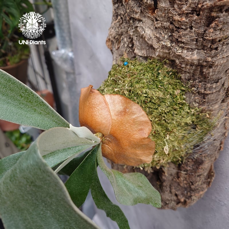 Platycerium Banna #A (pup) ビカクシダ バンナ #A (子株) ビカ