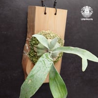 Bacteria 1708 リドレイドワーフまとめ買い ビカクシダ リドレイ ドワーフ Platycerium ridleyi Dwarf