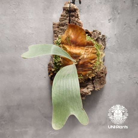 CATEGORY ビカクシダ(Platycerium) | UNI-Plants ビカクシダ、 CATEGORY ビカクシダ(Platycerium) | UNI-Plants ビカクシダ、
