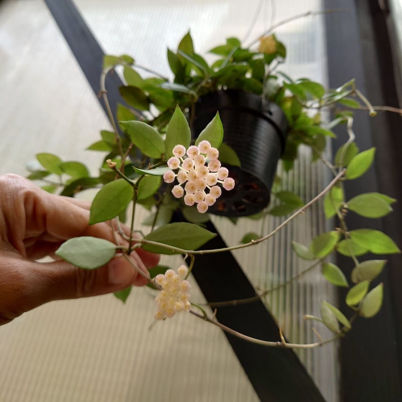 スーパーセール 珍種 ホヤ メデューサ Hoya Medusa サクララン②