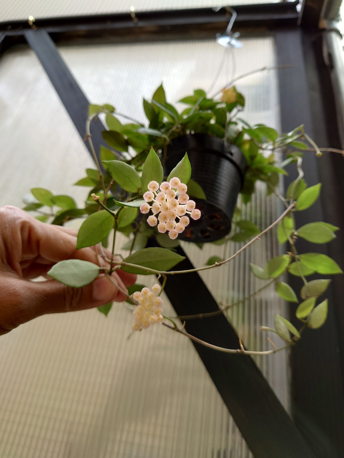 レア　ホヤ　Hoya Collina Biakensis サクララン Hoya Hall Of Shame | Vermont Hoyas