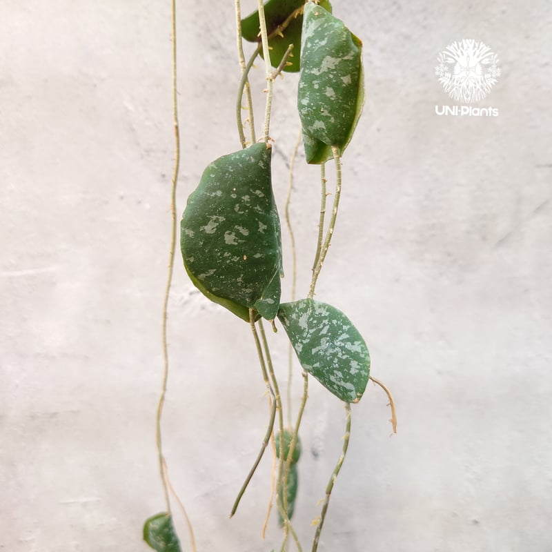 超ロング Hoya Imbricata ホヤ インブリカータ ホヤ植物 ホヤの花 観葉