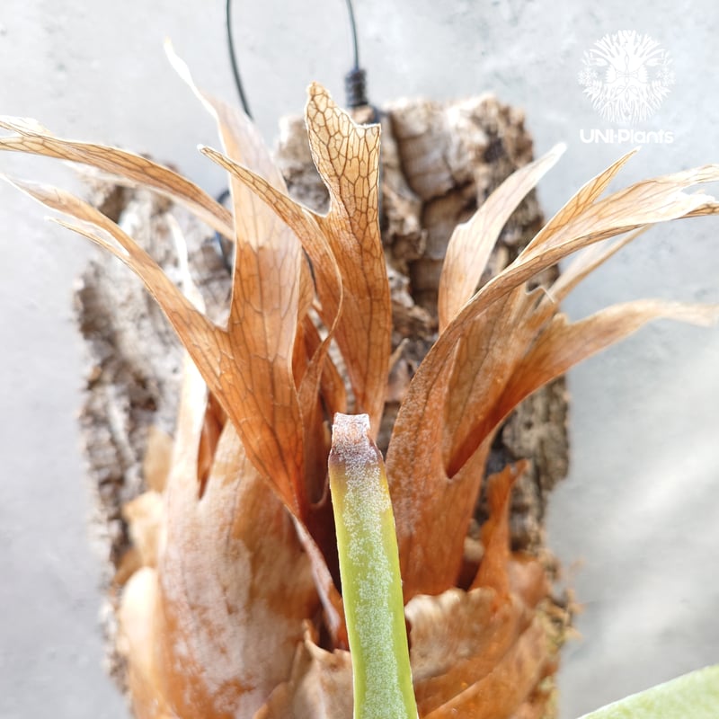 ビカクシダ ベイチー(子株) Platycerium veitchii(pup) コウモリ