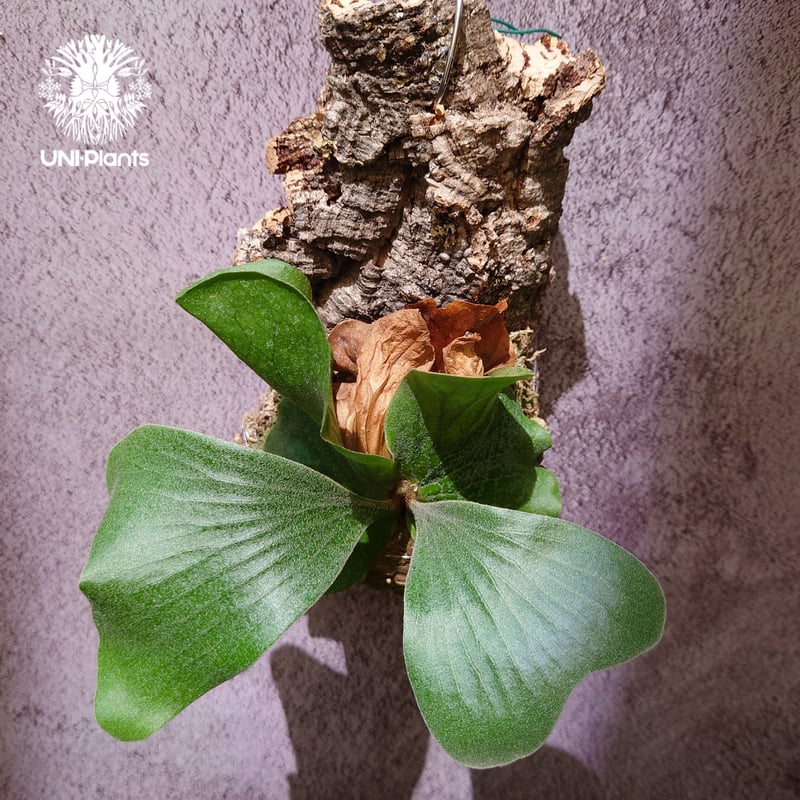 ビカクシダ ネプチューン Platycerium Neptune コウモリラン