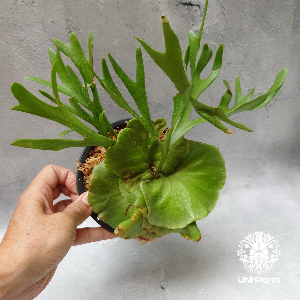 ビカクシダ　キッチャクードシンドワーフ 板付 ビカクシダ キッチャクード シンリーフ Platycerium Kitshakood thin