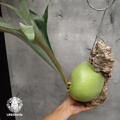 Platycerium small farn ビカクシダ スモールファーン ×エリシー シダ植物 ビカクシダコルク付け 着生植物