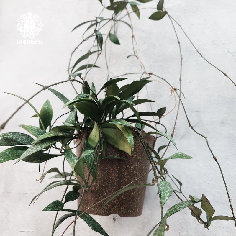 タイ直輸入・希少】Hoya parviflora splash ｜ホヤ ｜珍品・着生植物