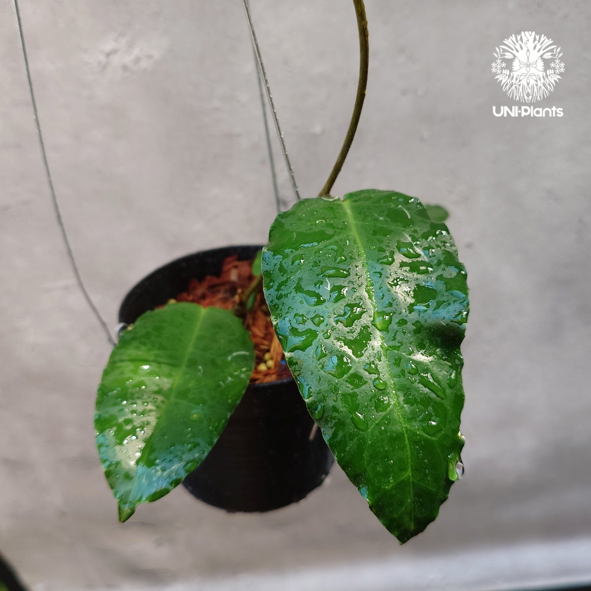 レアホヤヴァンヴィエン hoya vangviengiensis