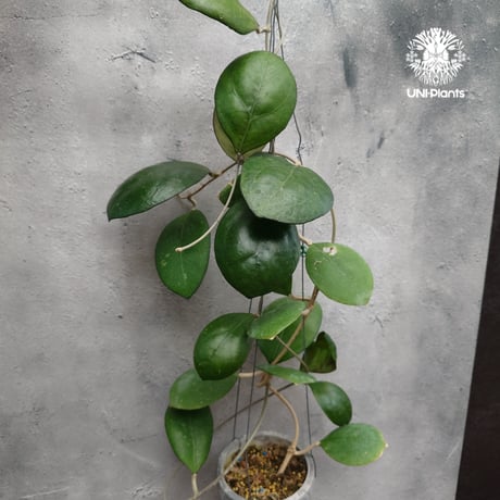 Hoya cv. Nathalie ホヤ cv.ナタリー ホヤ植物 希少なホヤ植物 レア つる性 つる性植物 ハンギング ハンギング植物