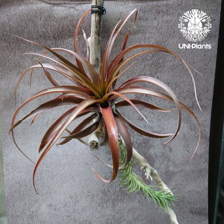 Tillandsia capitata “Marron” with Araujei ティランジア チランジア・カピタータ・マロン With アラウジェイ 珍奇植物 植物 エアプランツ ブロメリア