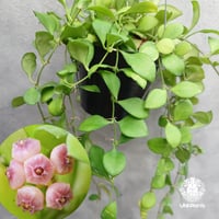 【タイ直輸入】ホヤ ヘウスケリアナ ピンク｜珍品・着生植物・つる性植物｜Hoya Heuschkeliana pink