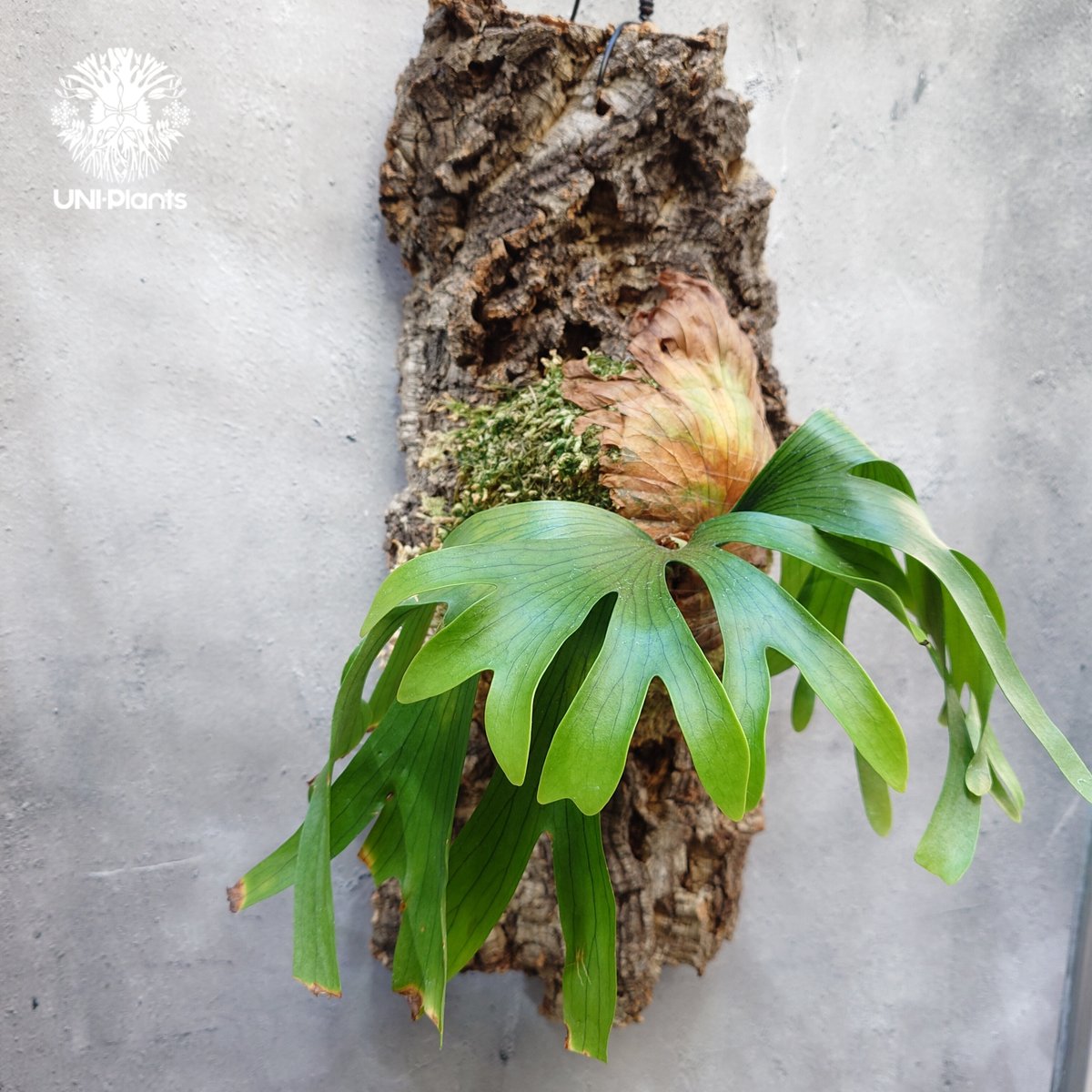 Platycerium coronarium 