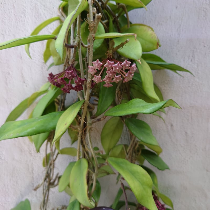 ホヤ　ロイヤルハワイアンパープル ホヤ(桜らん）・ロイヤル ハワイアン パープル - 蘭すきです