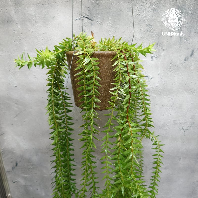 Huperzia spp. フペルジア Phlegmariurus (フレグマリウルス) 観