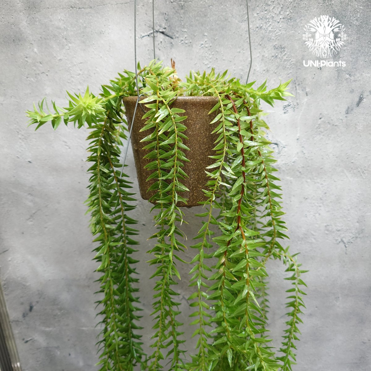 Huperzia spp. フペルジア Phlegmariurus (フレグマリウルス) 観
