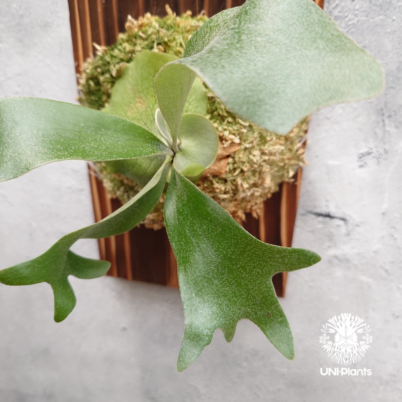 Platycerium hillii cv.Miss Moana（pup） ビカクシダ ヒリー