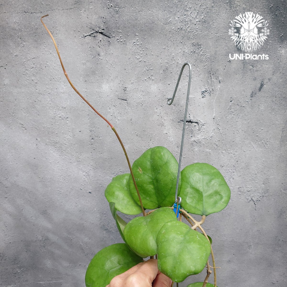 Hoya Ricardo ホヤ植物 ホヤの花 希少な植物 Hoyaplants Hoya |