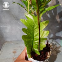 【タイ直輸入・ドリナリア】Drynaria quercifolla ' Variegated '  |  ドリナリア クエルシフォリア 斑入 |  ドリナリア｜Drynaria｜シダ植物