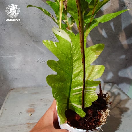 CATEGORY その他植物（Other plants） | UNI-Plants ビカクシダ