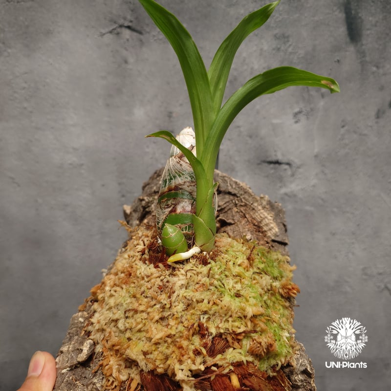 Catasetum Taiwan Yellow Diamond カタセタム タイワンイエローダ