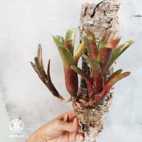 【タイ直輸入・一点物】Neoregelia  'Ruby Throat' | ネオレゲリア ルビースロート |Neoregelia｜着生アレンジ｜タンクブロメリア | Tank bromeliad