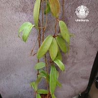 Hoya stenophylla ホヤ ステノフィラ 希少 ホヤ植物 ホヤの花 珍しい