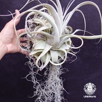 Tillandsia xerographica チランジア・キセログラフィカ　インテリア植物 エアープランツ エアプランツ ティランジア Tillandsia
