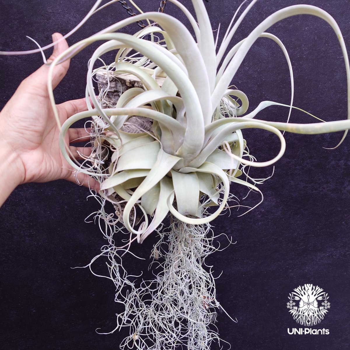 Tillandsia xerographica チランジア・キセログラフィカ インテリア
