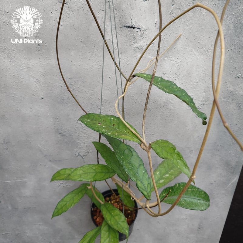Hoya Aceh (NAP 01) ホヤ 希少 ホヤ植物 ホヤの花 珍しい 希少なホヤ
