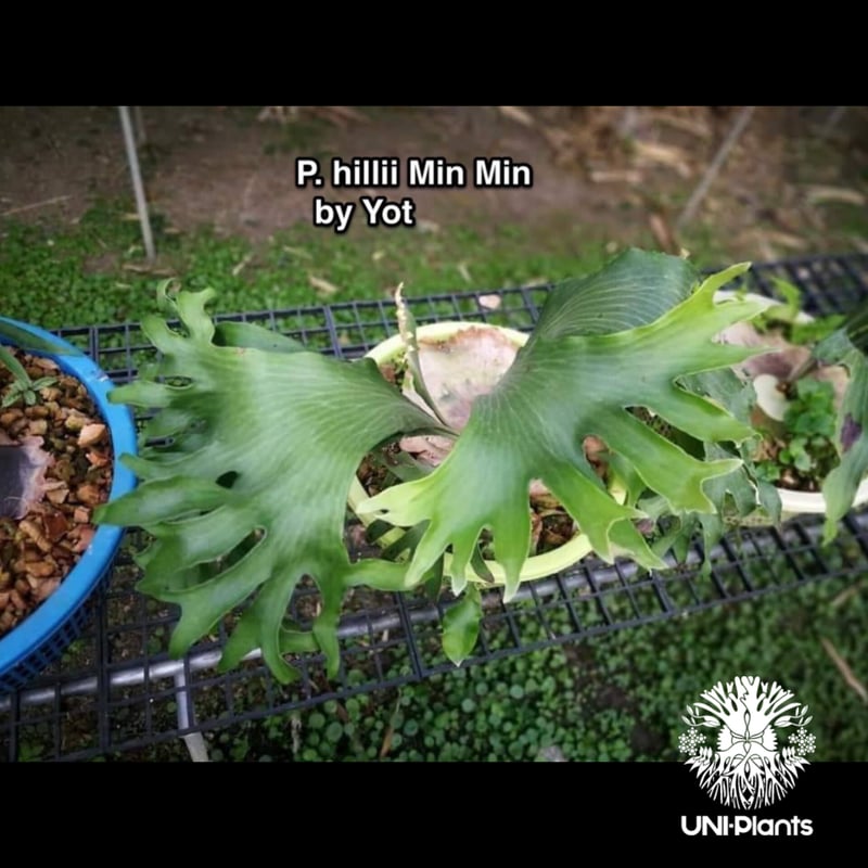 Platycerium hillii cv. Min Min (pup) ビカクシダ ヒリー