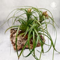 Tillandsia brachycaulos x concolor チランジア・ブラキカウロス×コンコロール Tillandsia エアープランツ エアプランツ ティランジア 着生コルクアレンジ