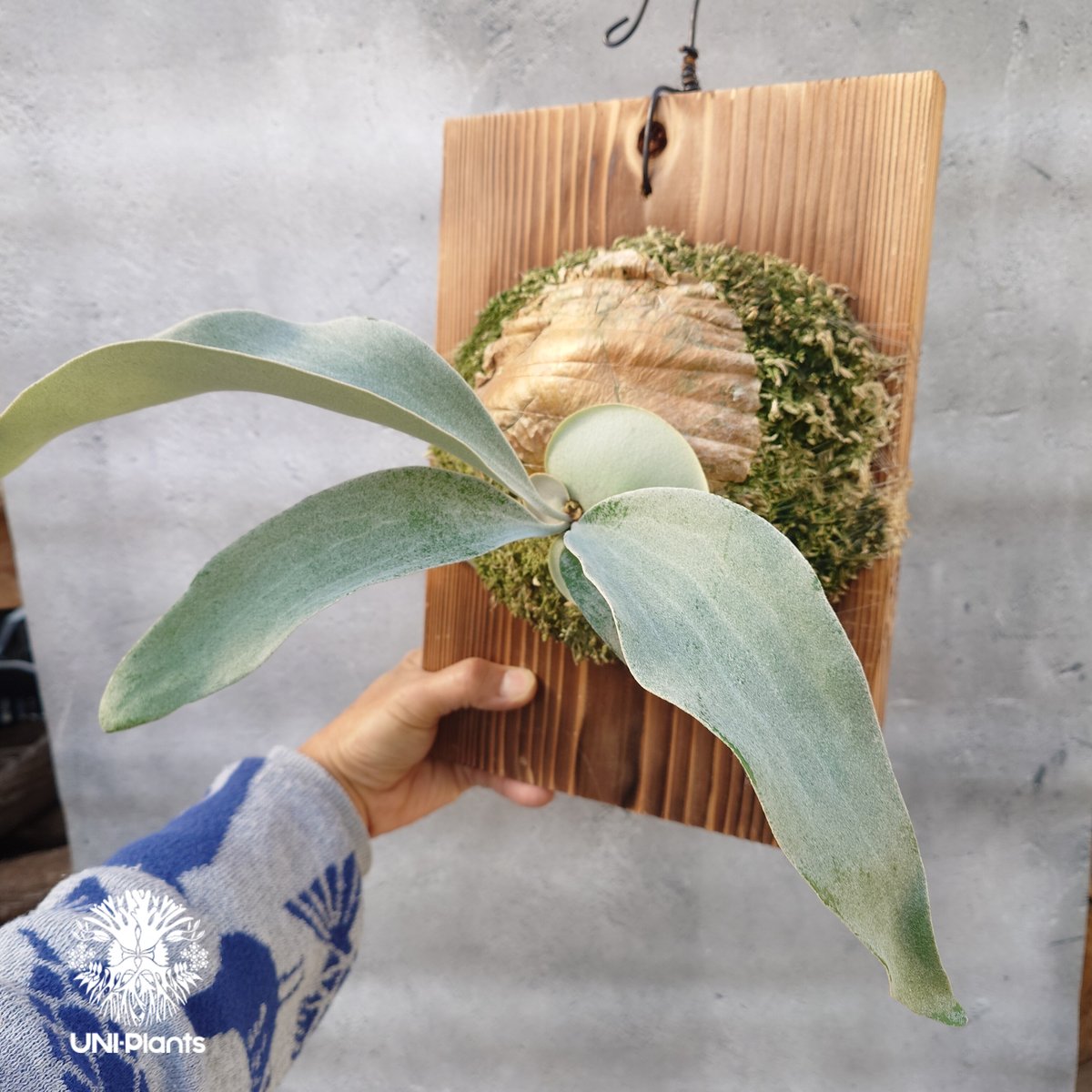 国内繁殖株・一点物】ビカクシダ OMO 'Polar Bear'｜希少株｜Platyceri