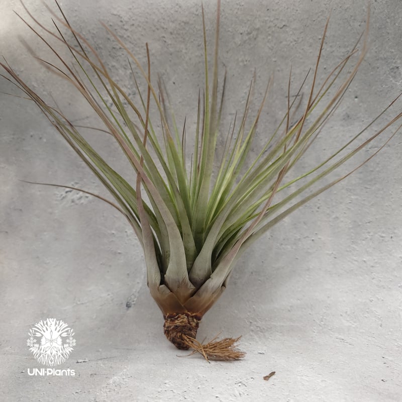 Tillandsia Fasciculata × V. venosispica (M) チラン