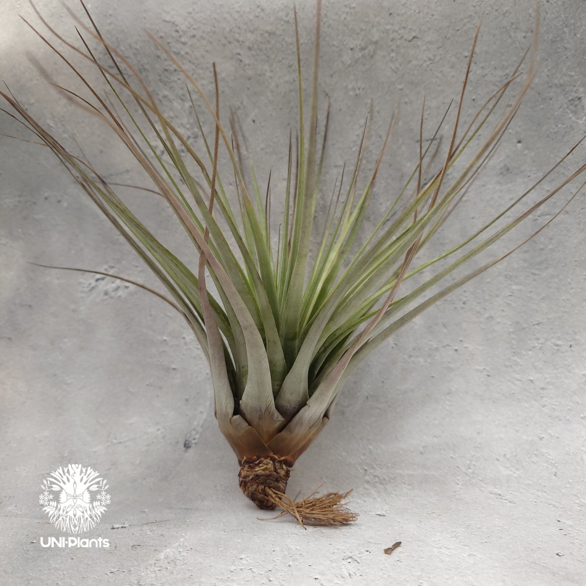 Tillandsia Fasciculata × V. venosispica (M) チラン