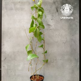 ホヤ ミンドレンシス 4品種販売開始 | UNI-Plants ビカクシダ、ホヤ