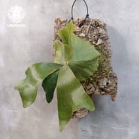 【タイ直輸入・現地選抜】ビカクシダ ワンダエ×ベイチー ｜希少種｜Platycerium Platycerium wandae × veitchii