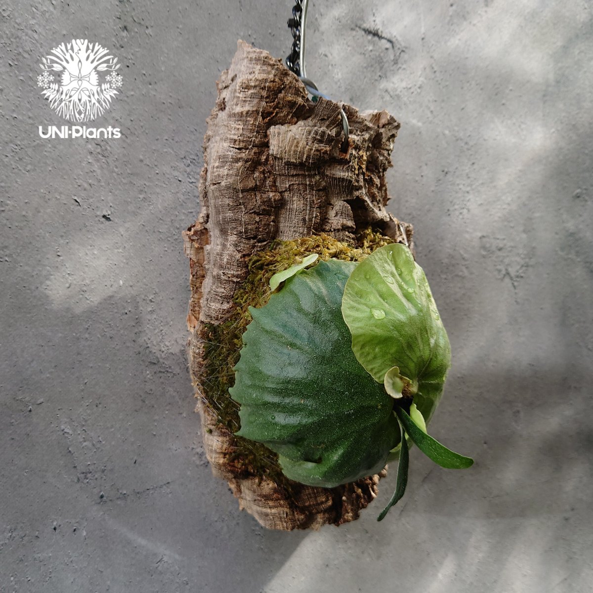 Platycerium Dawboy ビカクシダ ダウボーイ コウモリラン ビカクシダ