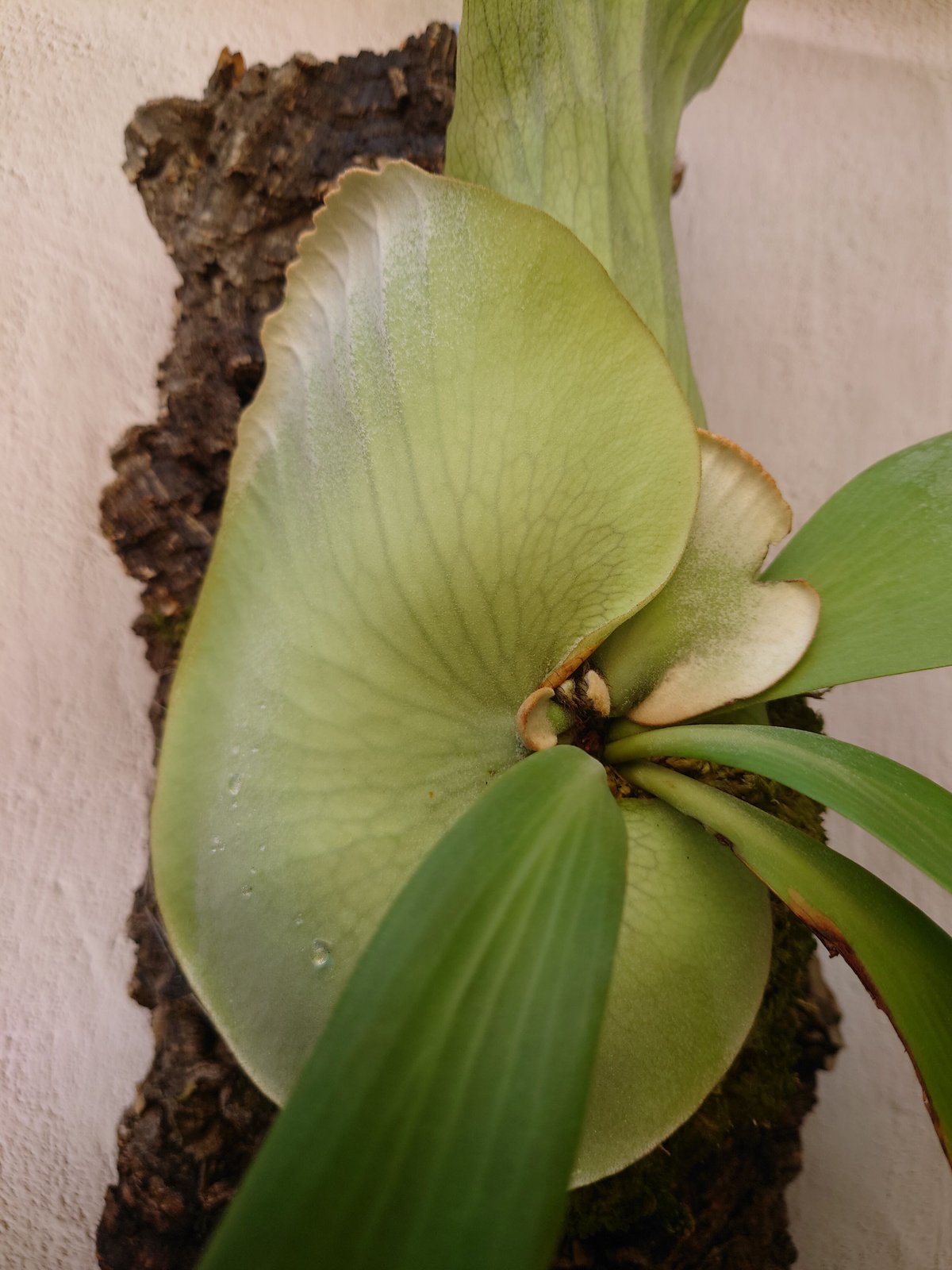 ビカクシダ ウィリンキーcv.インドネシア Platycerium ビカクシダ ウィリンキーcv.インドネシア Platycerium